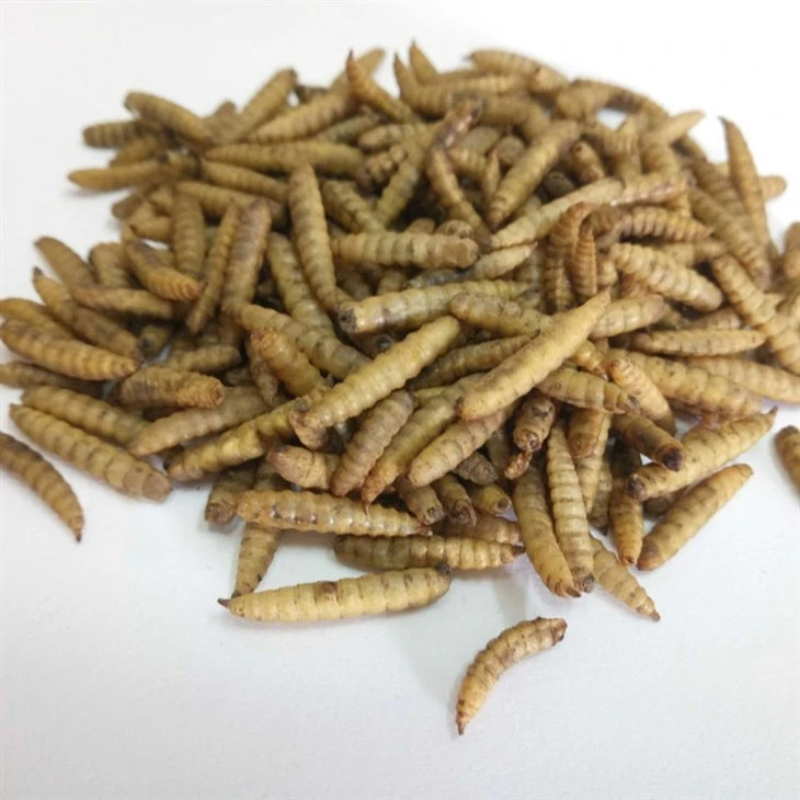 Exceptional Microwaved Dried BSF Larvae Fish Food