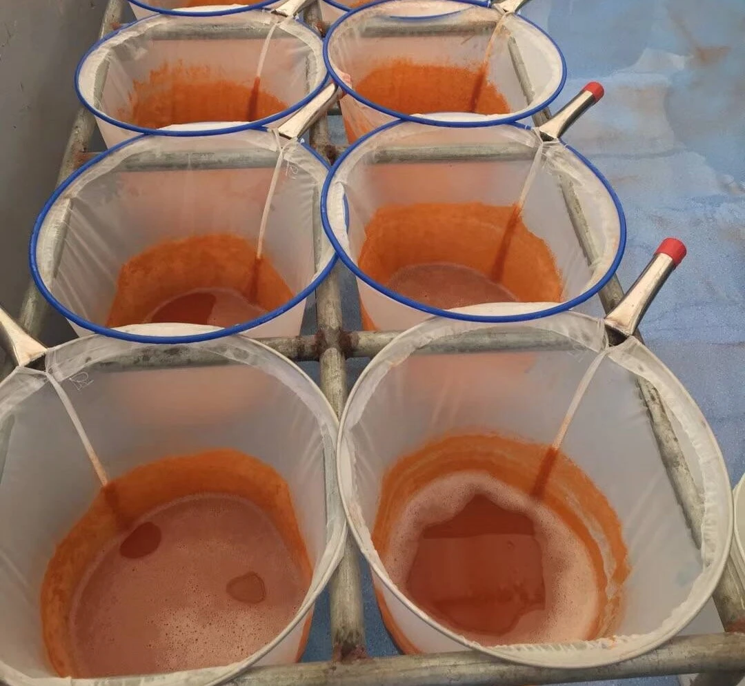 Artemia Cysts Hatching Artemia Cysts Hatching
