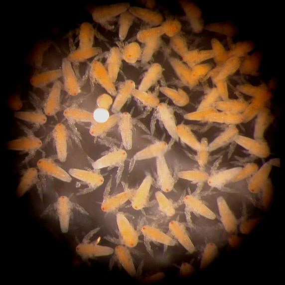 Artemia nauplii